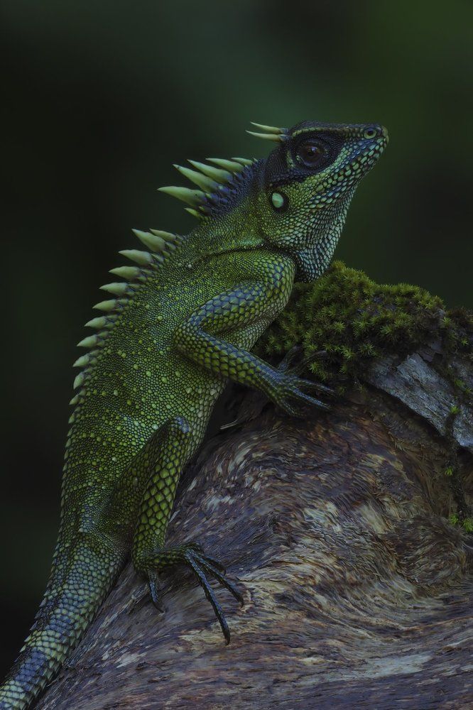 Acanthosaura Nataliae