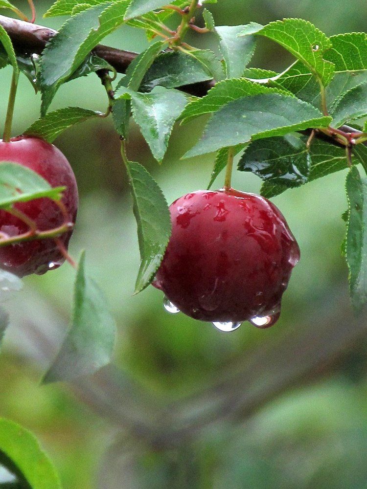 Photograph by Виктория Баглай