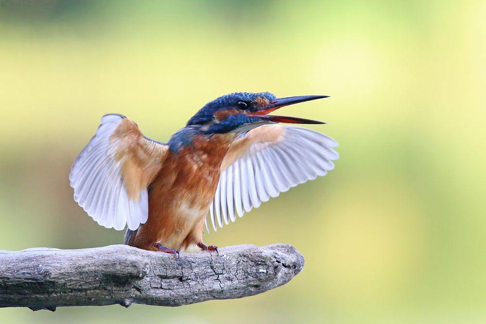 Yesterday I caught a fish of this size!