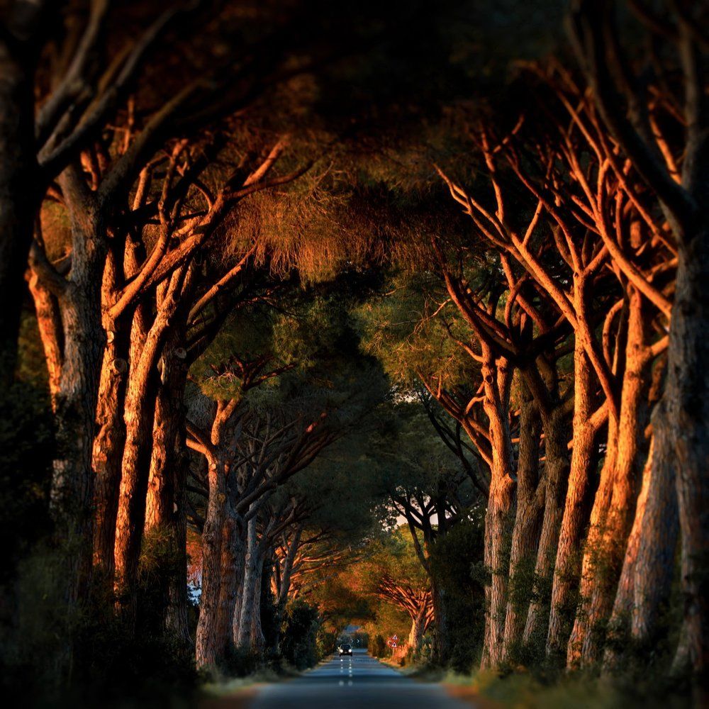 Аллея уходящего солнца