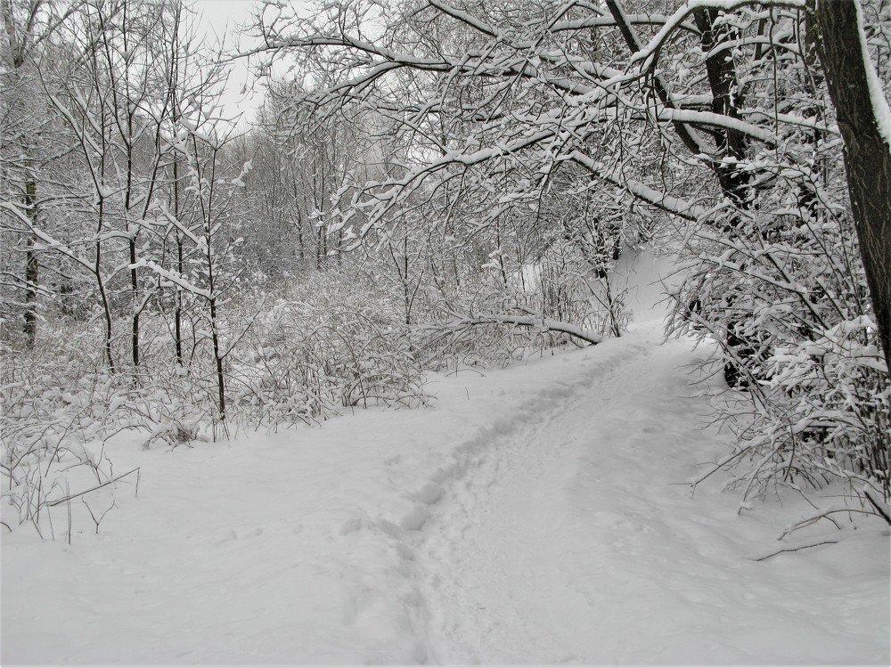 Тропинка в снегу                  The trail in snow