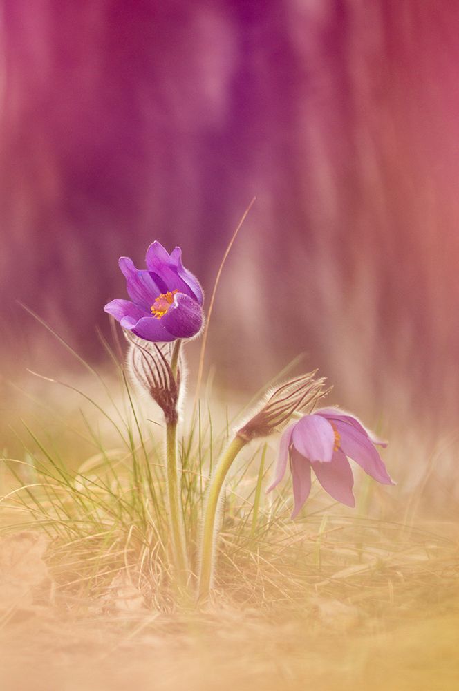 Размоловка.