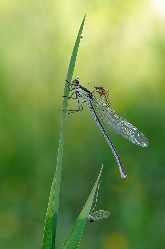 Интриги царского двора.