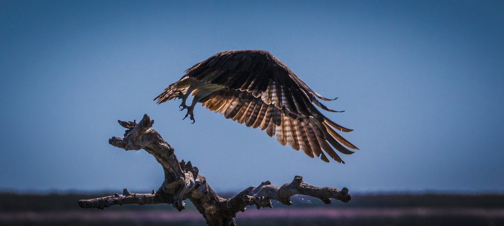 Орлан белохвост