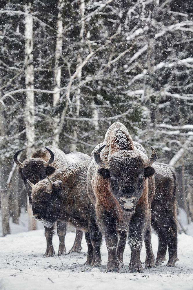 За спиной старшего брата.