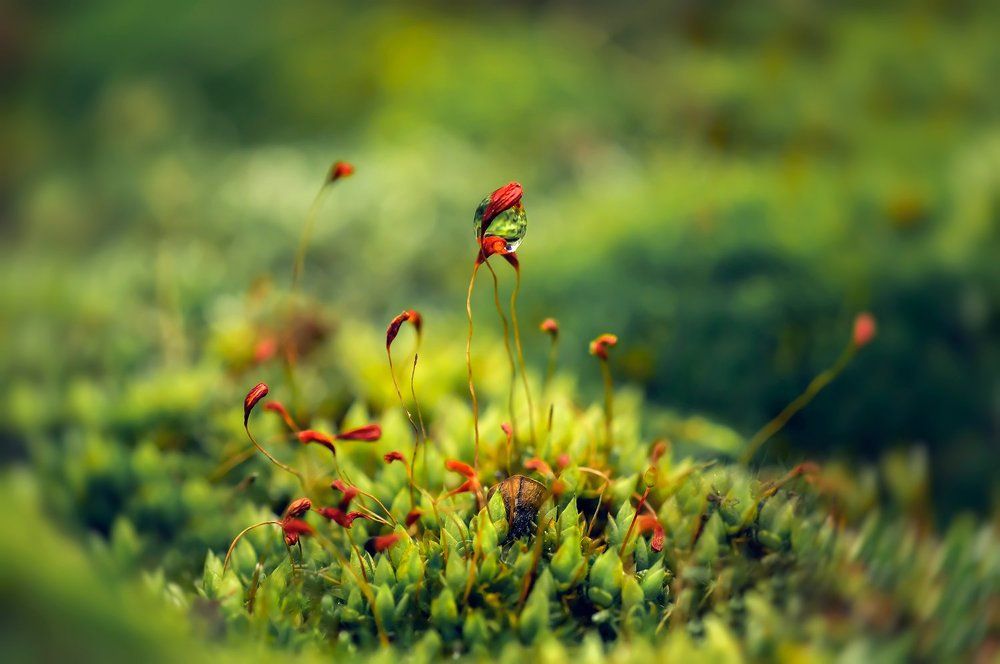 последняя слеза