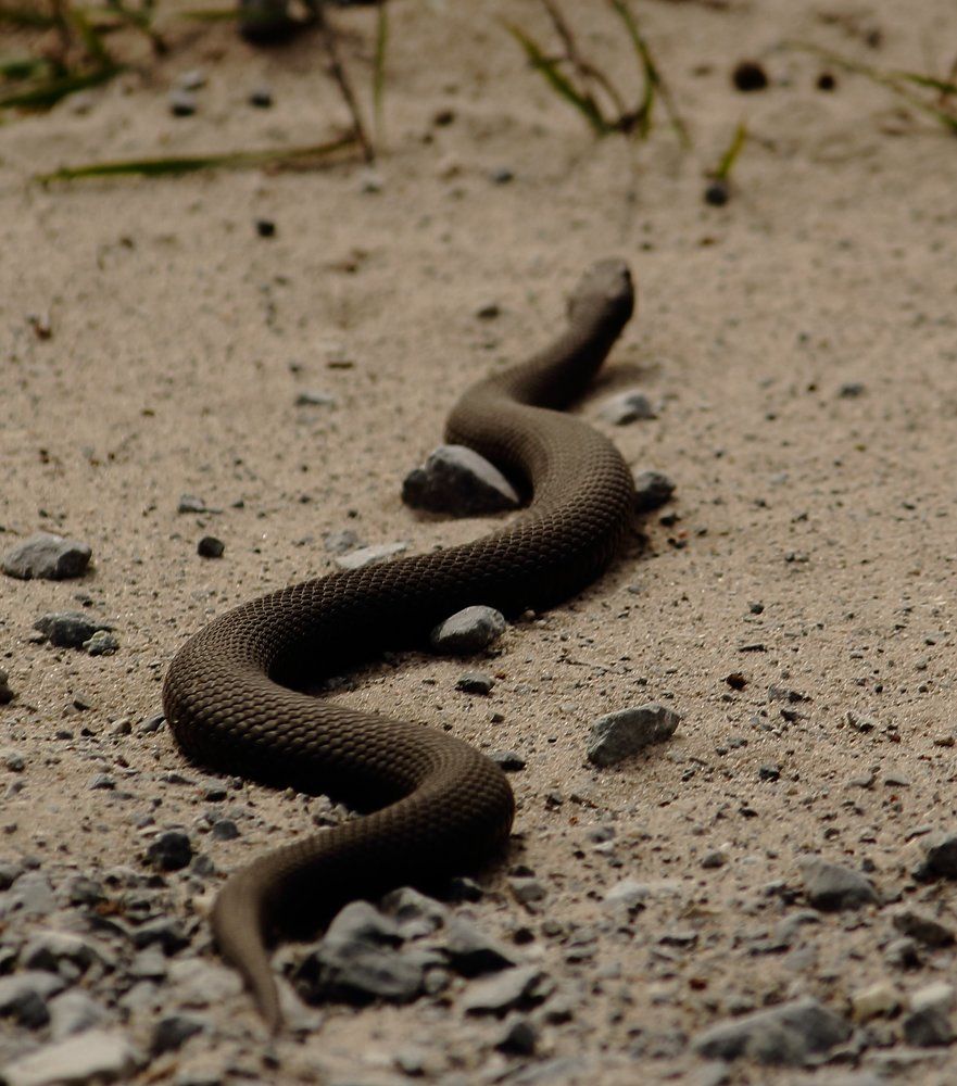 Гадюка в городе
