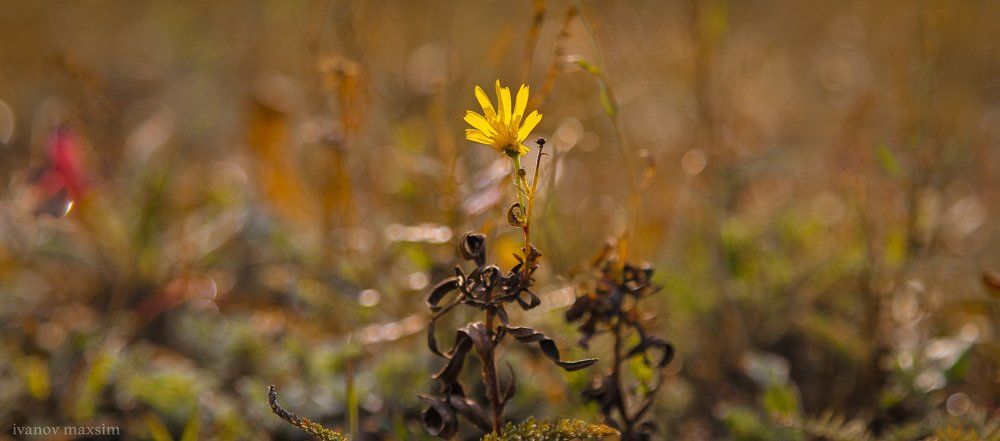 последнее солнышко