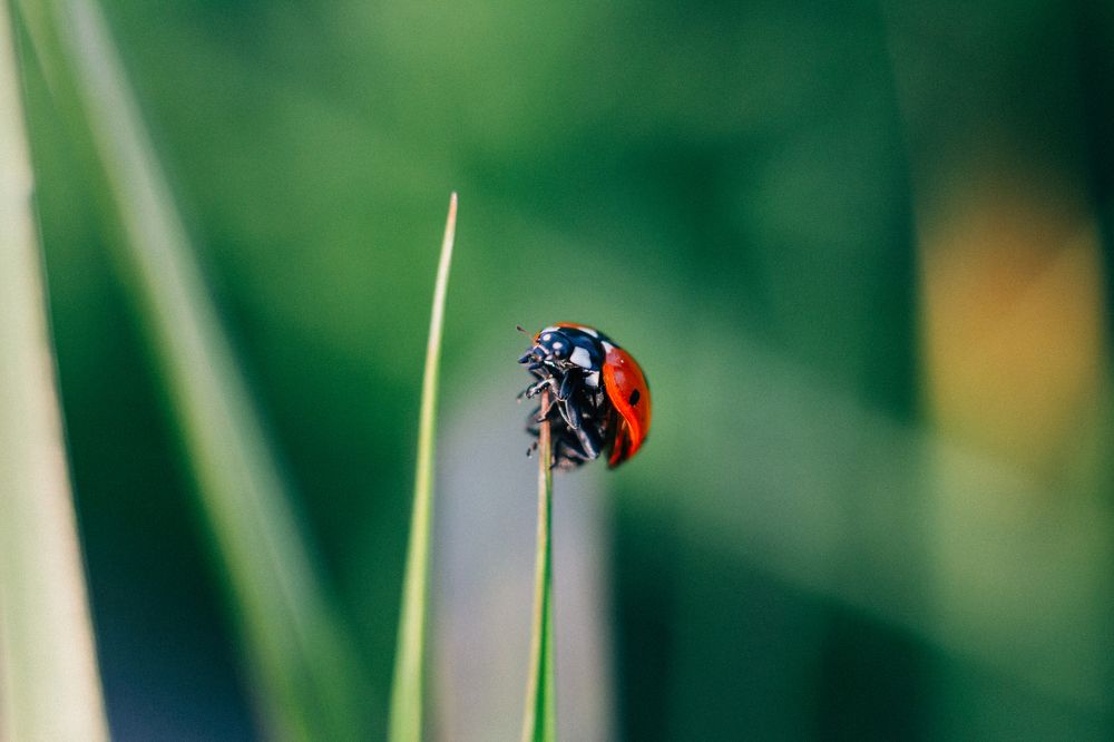 Удержаться на вершине