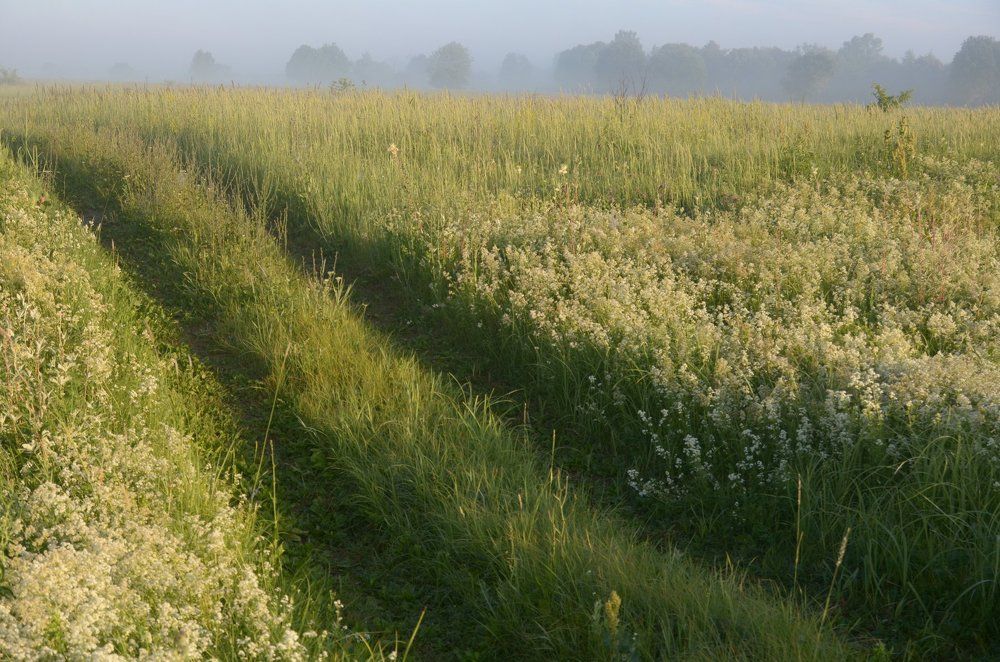 Эх дороги, пыль да туман...