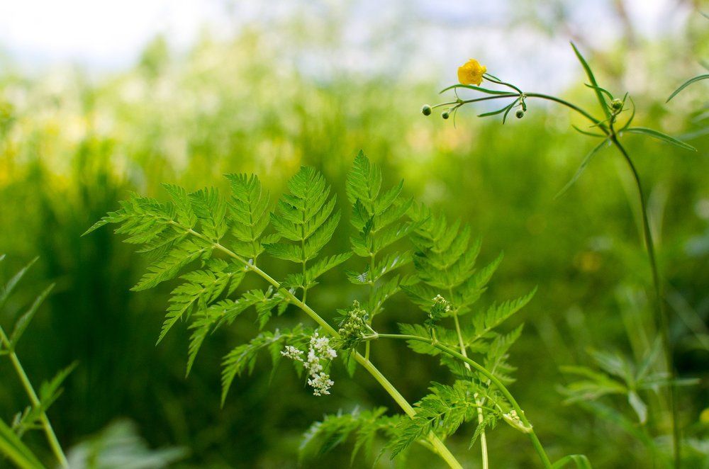 Весенние краски