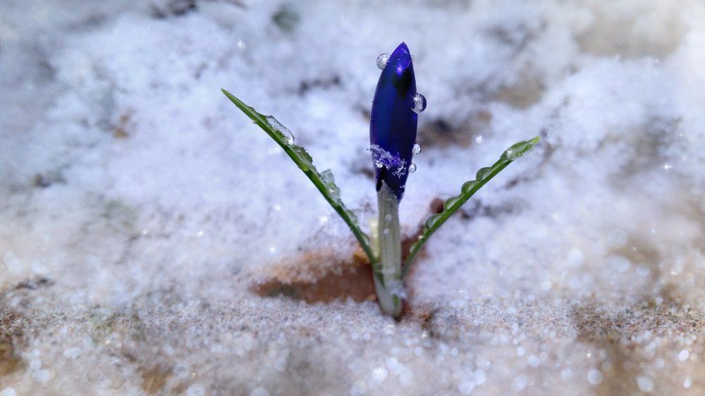 The birth of spring