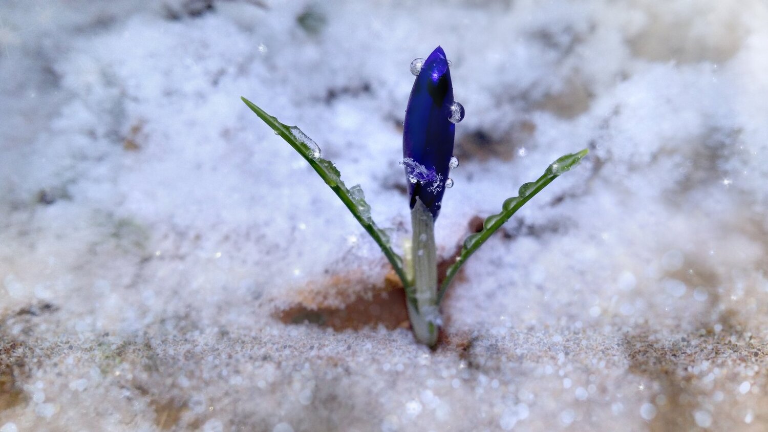 The birth of spring