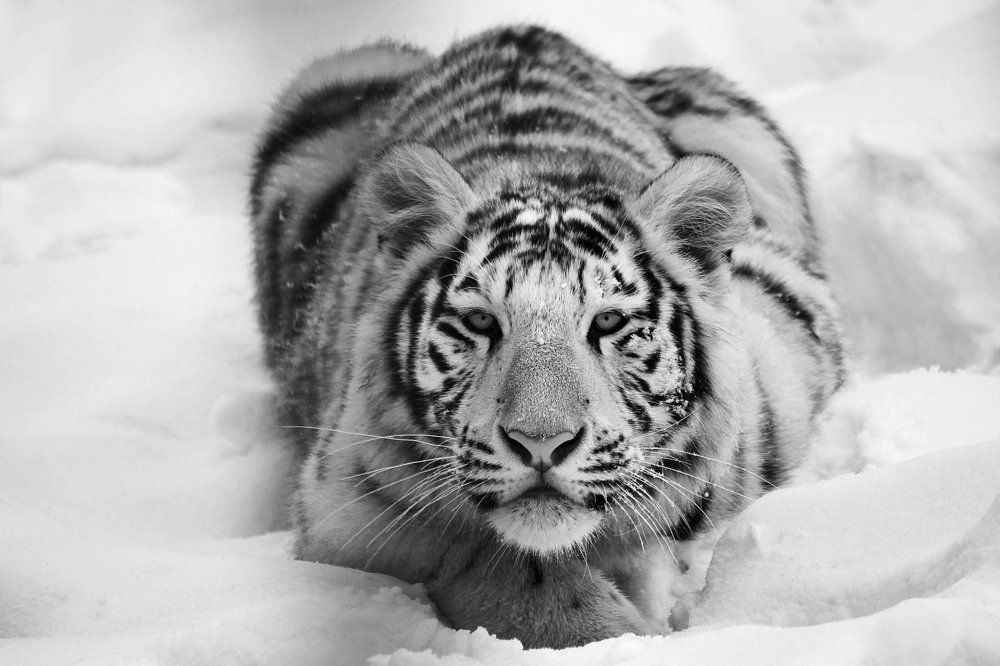 Бенгальский тигр