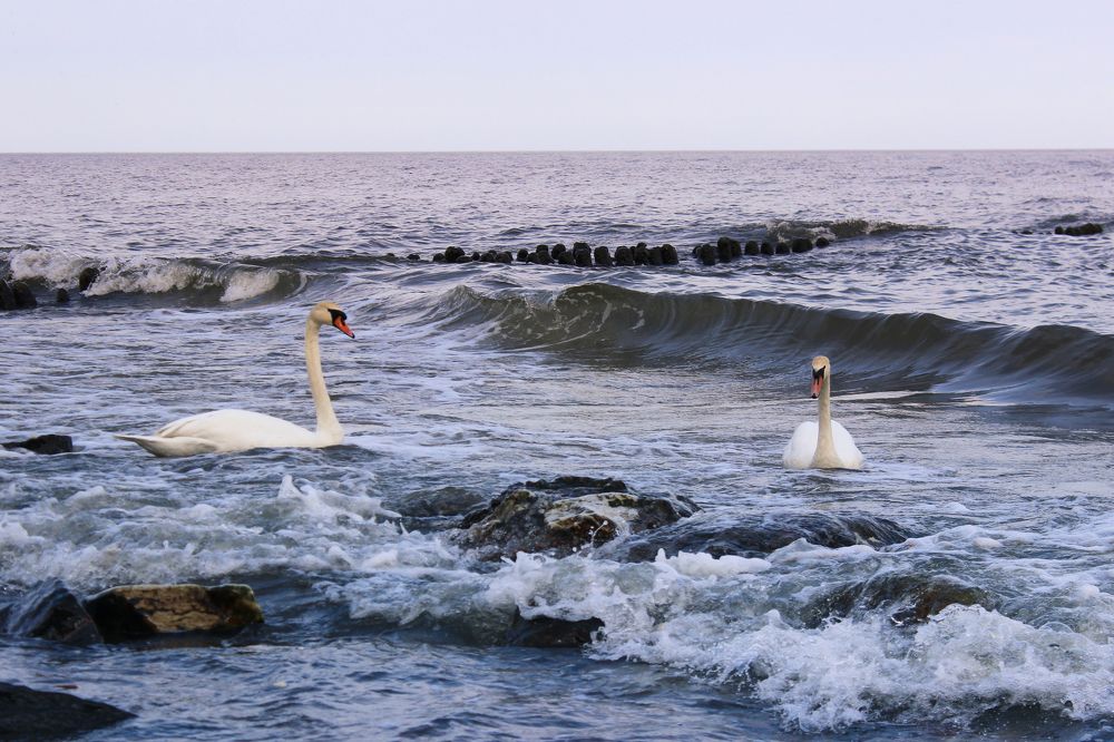 Влюбленная пара