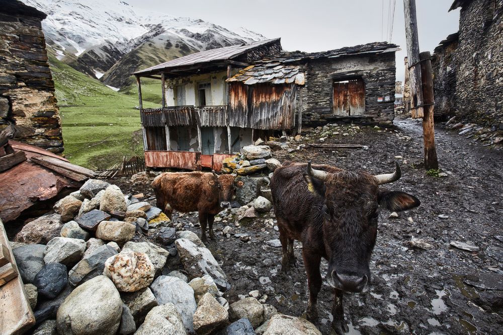 Коровы Сванетии.
