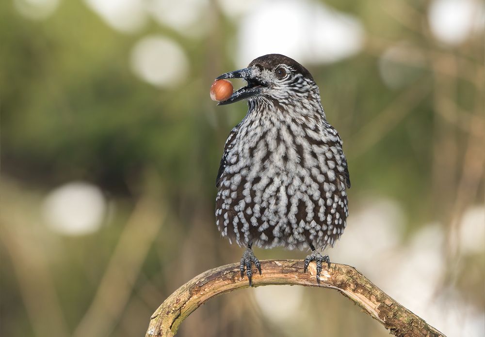 Кедровкино счастье.