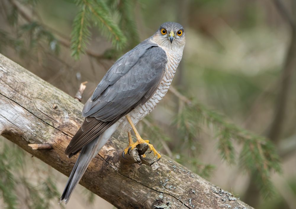 Глаза в глаза.