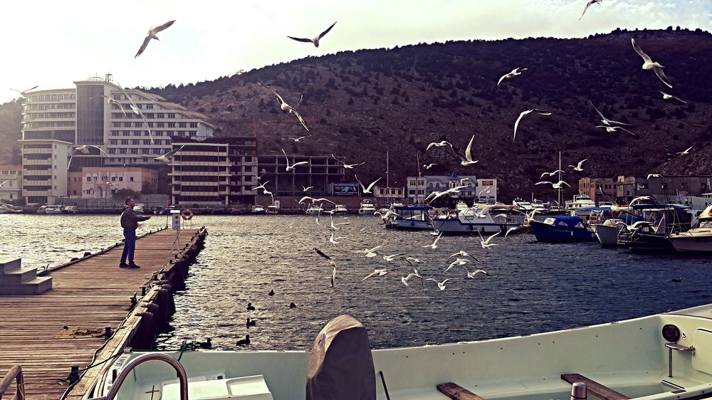 Пернатые в Балаклаве.