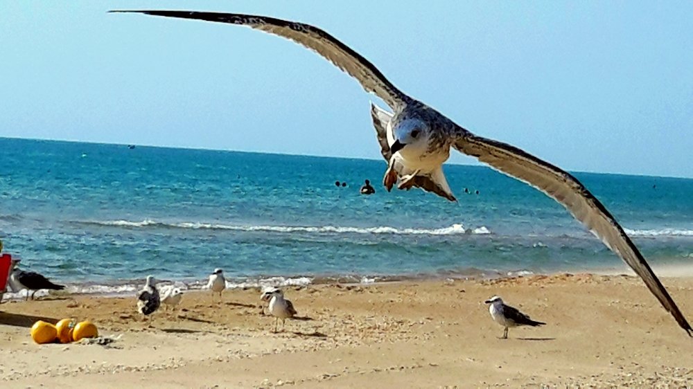 Взгляд чайки