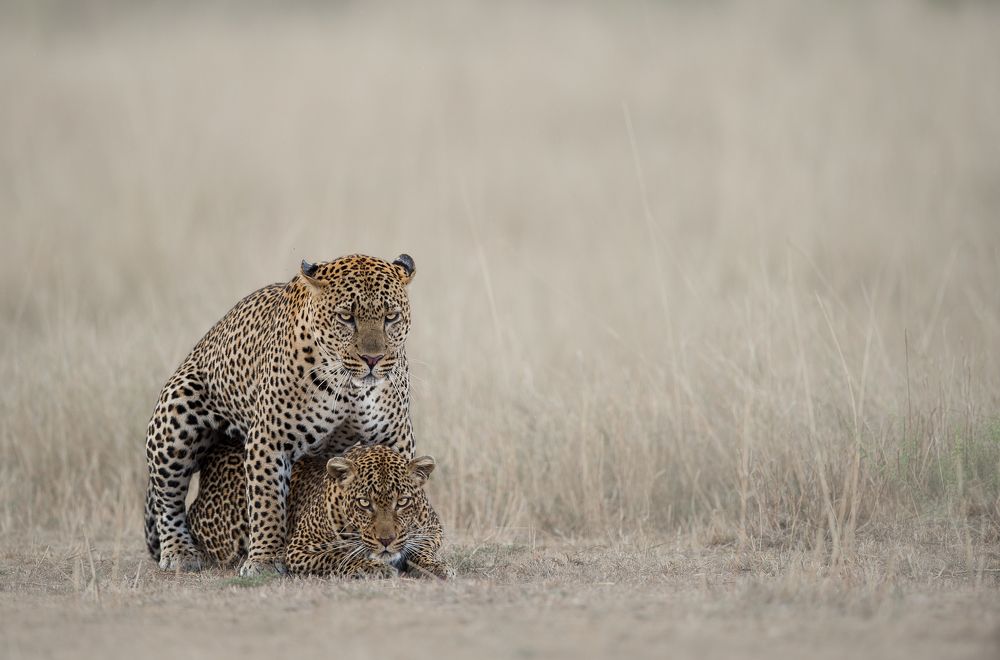 Leopard Courtship
