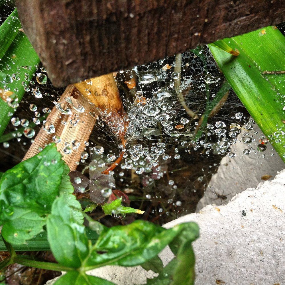 Капли на паутине