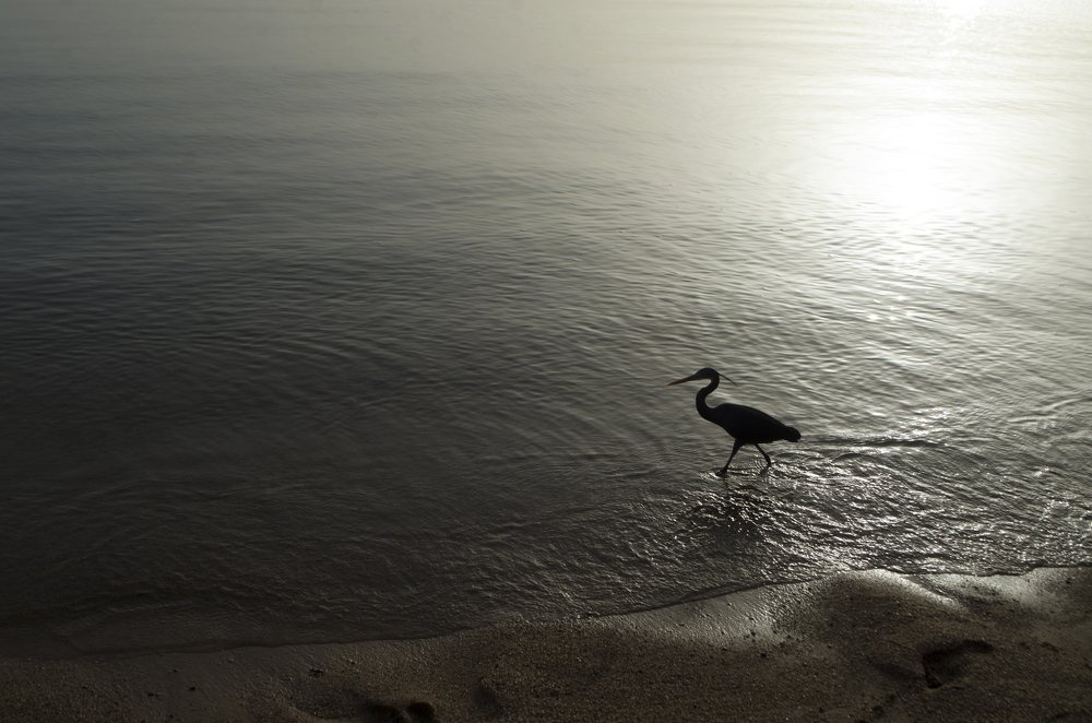 Птица на море