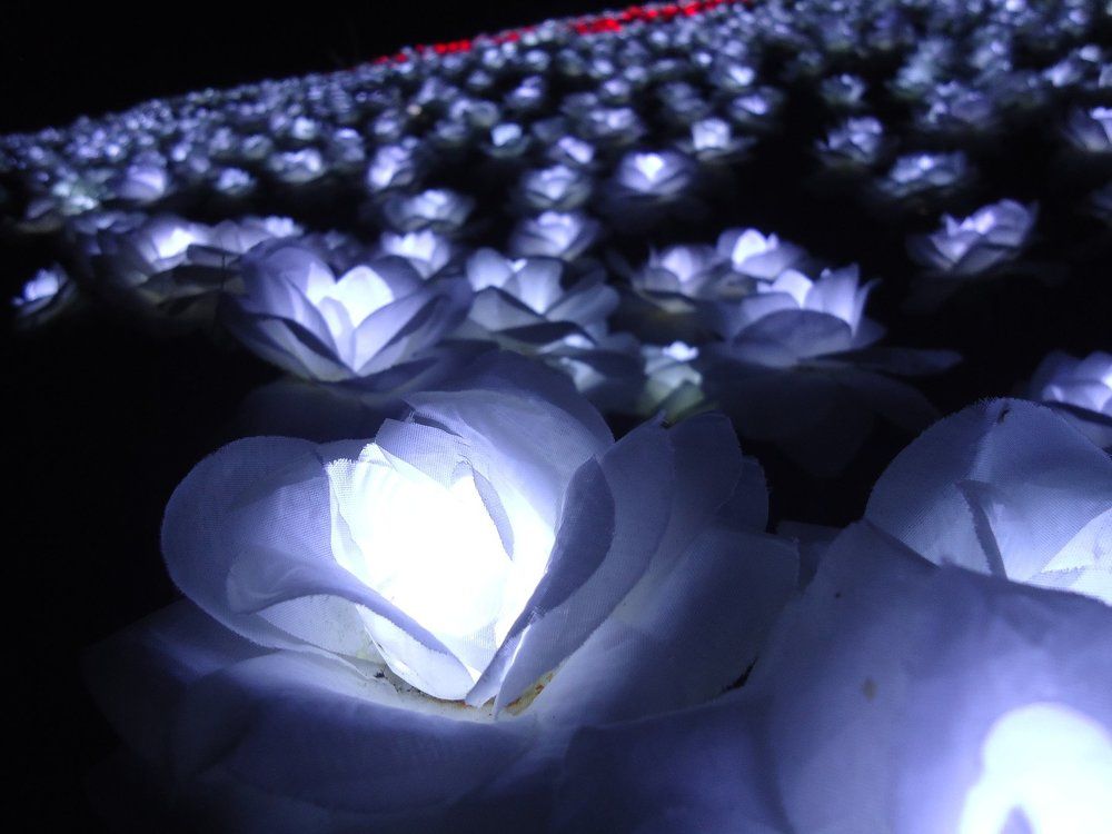 16000 LED Roses Leyte