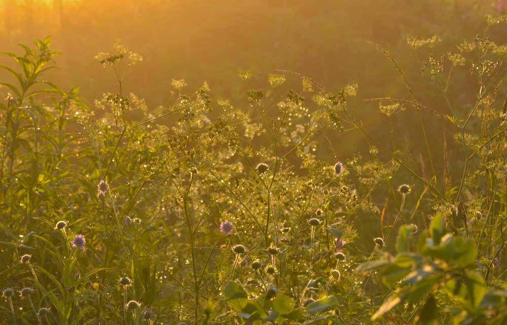 Цветочный танец