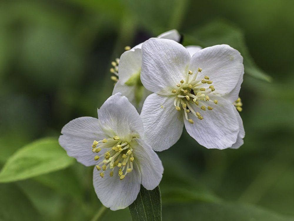 Photograph by Victor Pruhnitskiiy