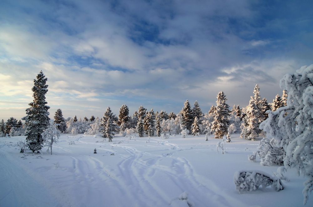 На севере диком.