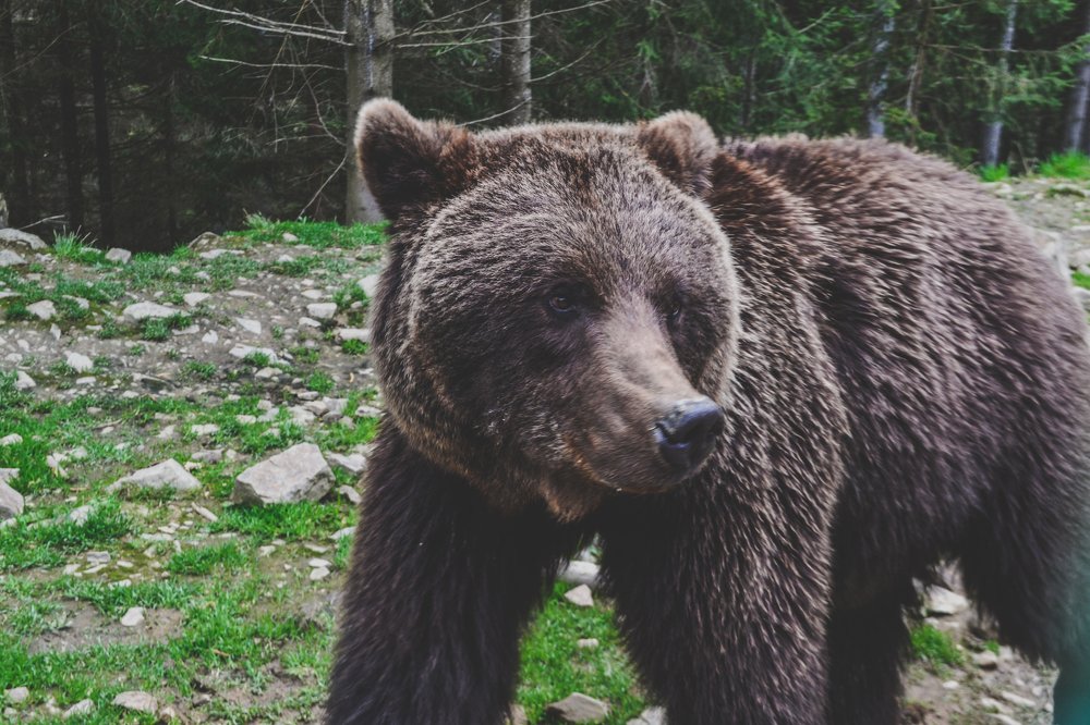 Bear after rehabilitation