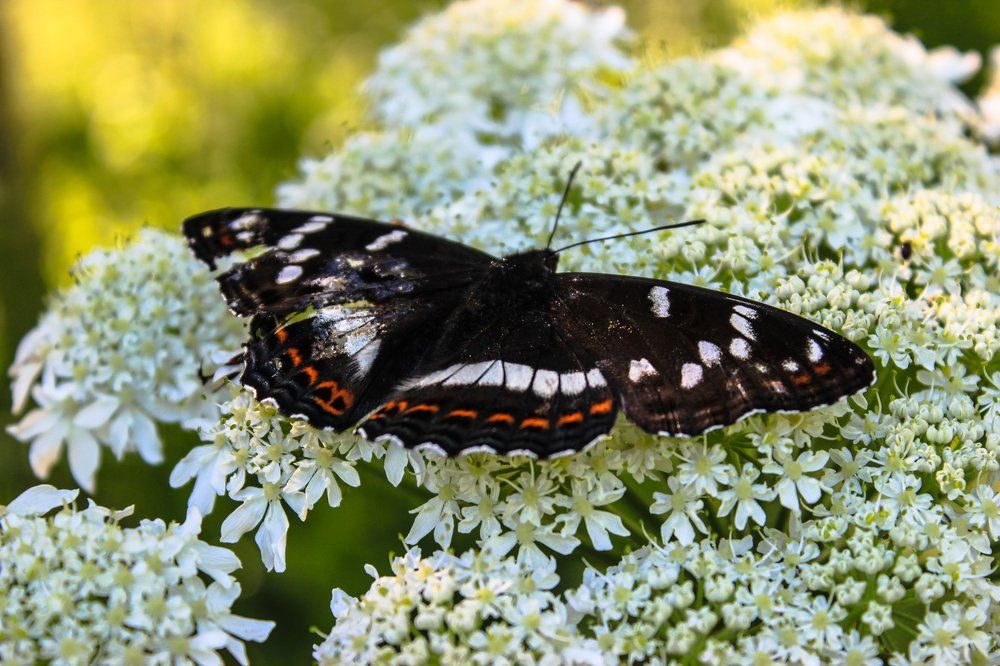 Бабочка на цветах