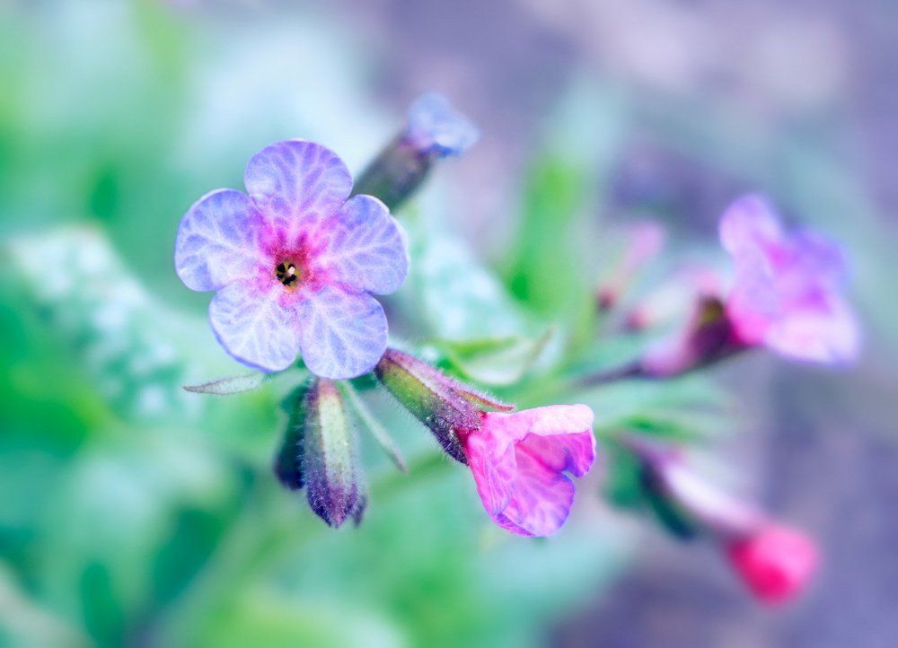 нежная медуница