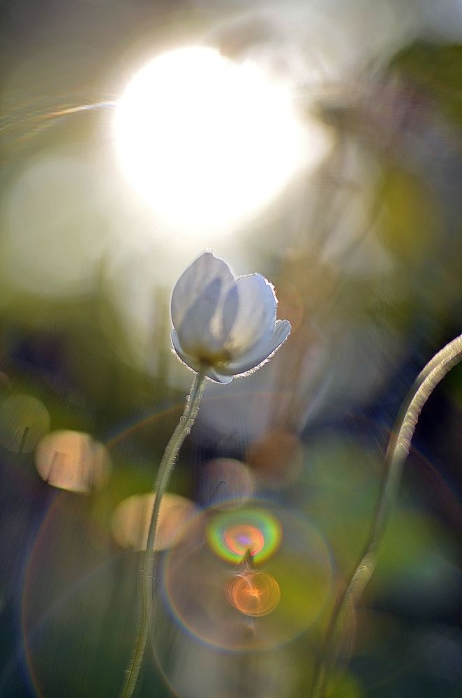 "В лучах славы..."