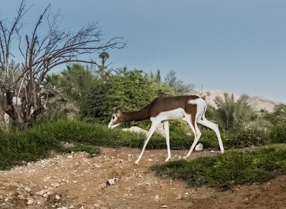 Аравийская грация