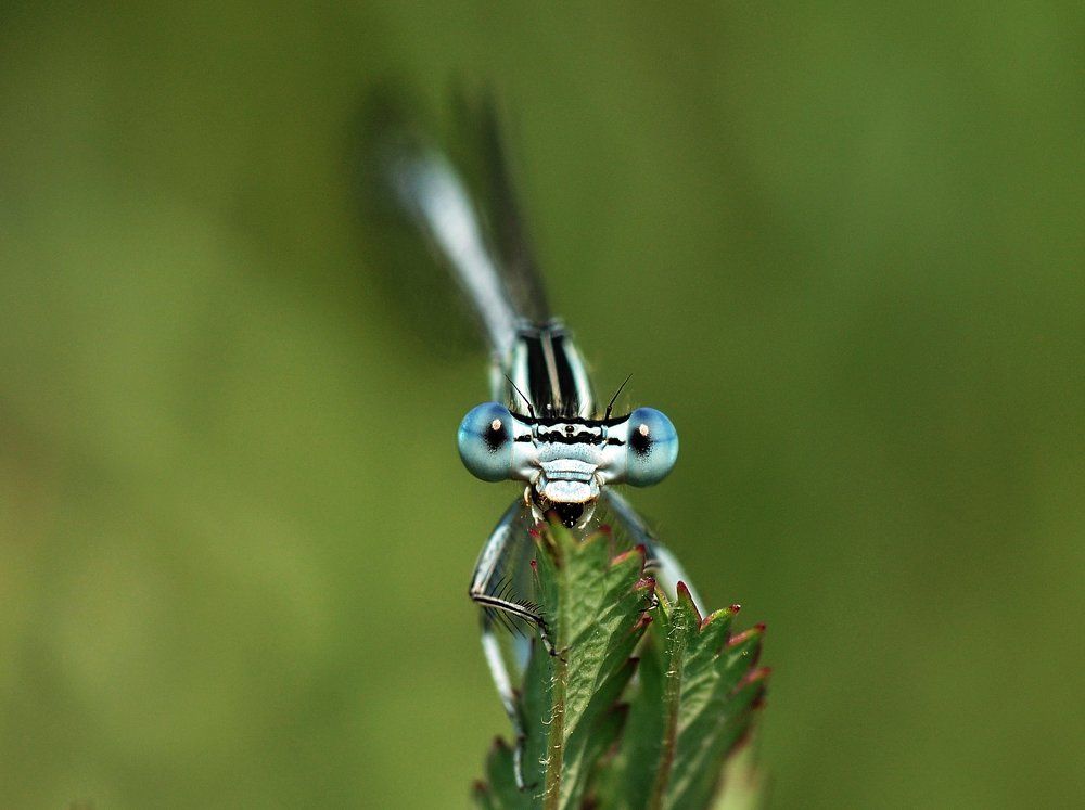 Портрет глазастой стрекозы