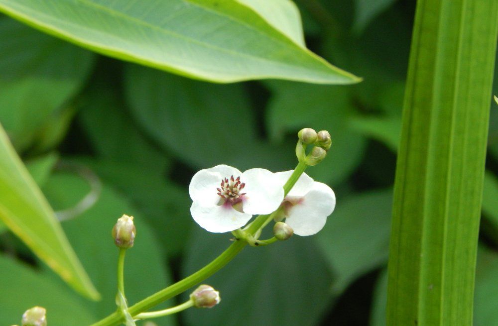 Цветы на воде