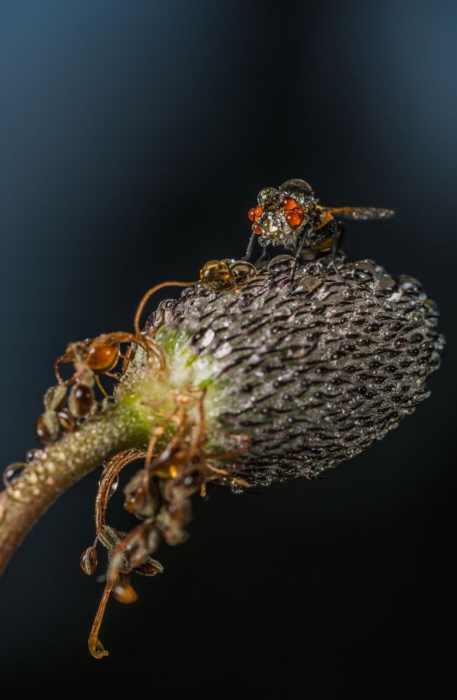 Ночной бисер