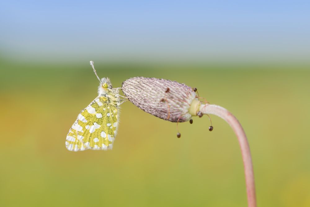 Гармония цвета