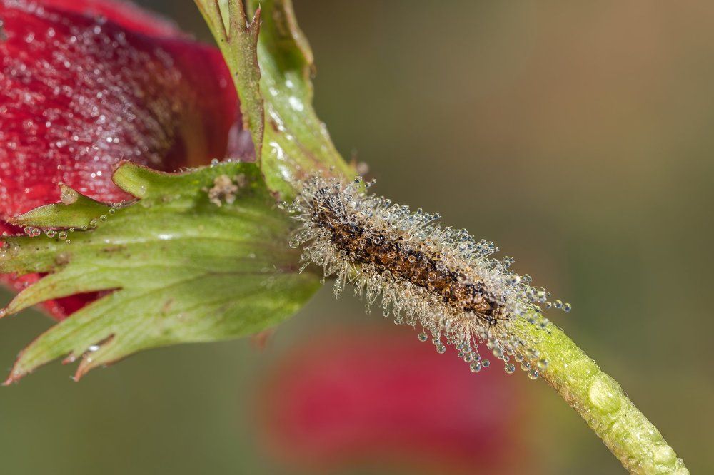 Ночной наряд