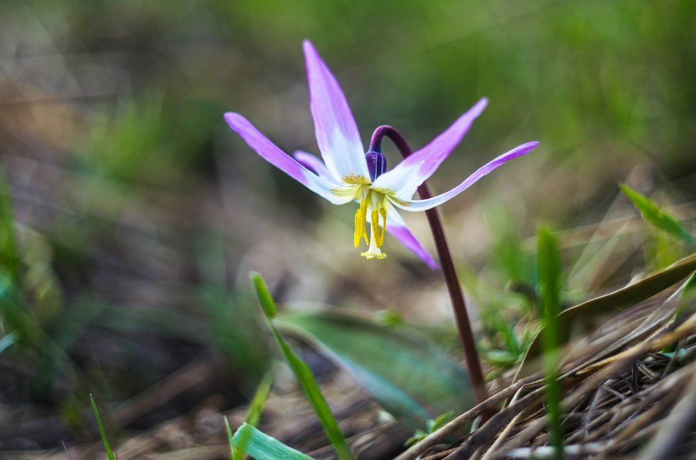 Экземпляр из Красной книги.