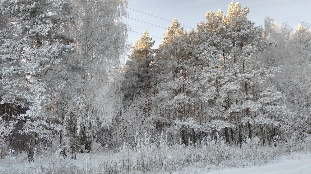 Зимний лес