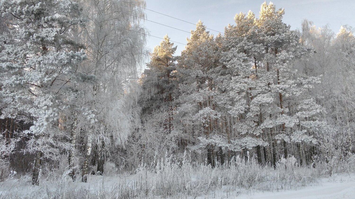 Зимний лес