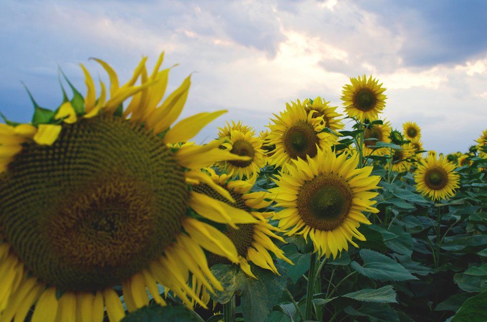 Подсолнухи. Перед грозой.