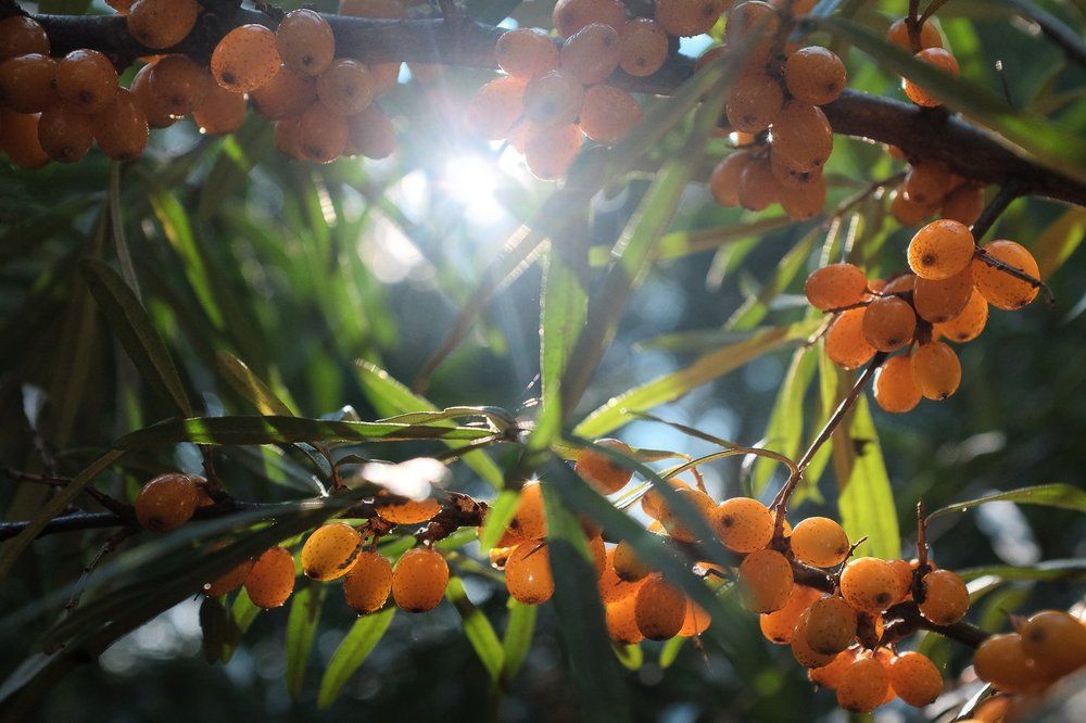 Ягода цвета янтаря.