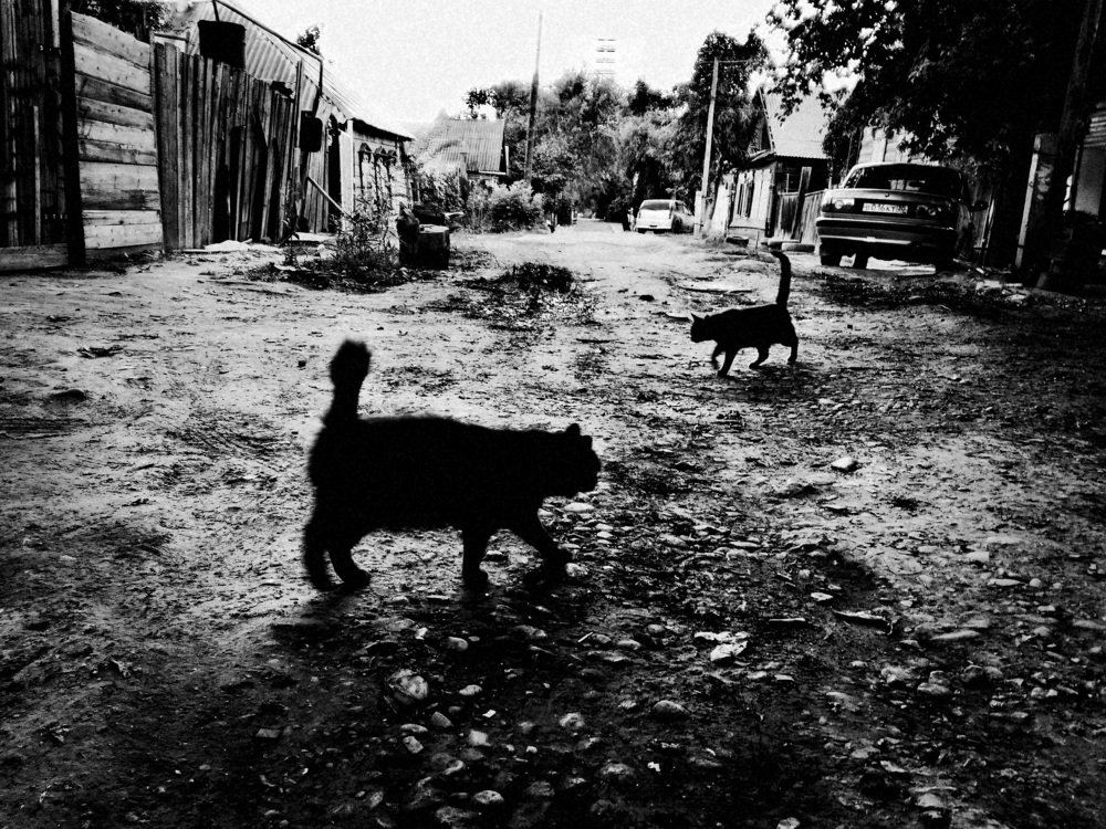 дворовые коты