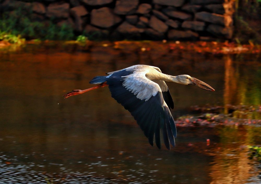 Photograph by Ajithkumar