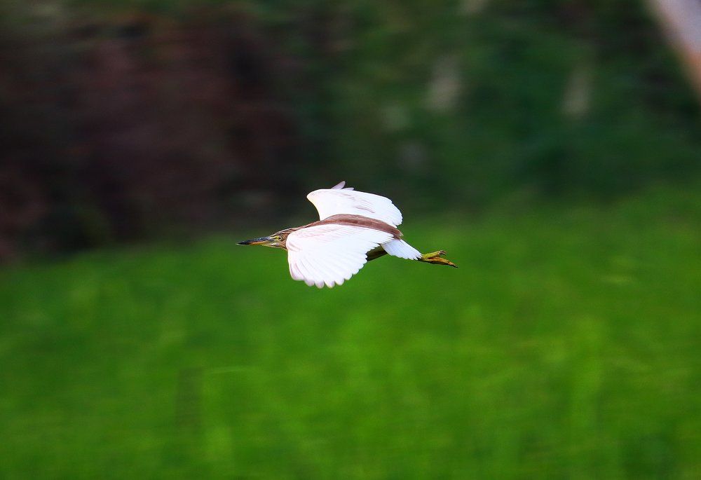 Photograph by Ajithkumar