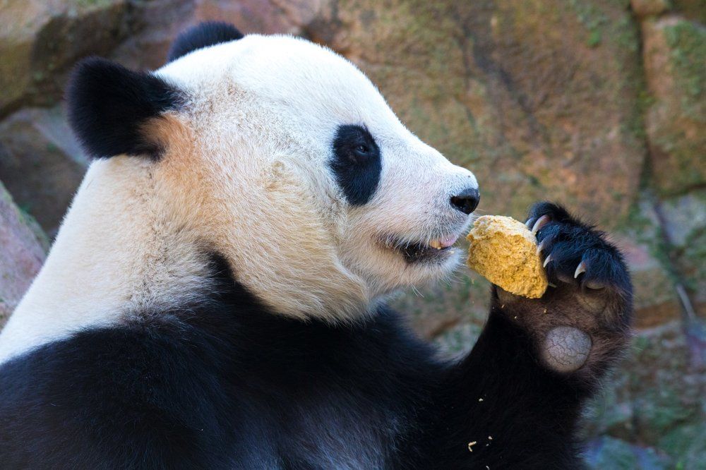 Обед панды